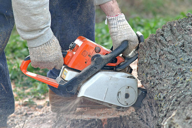 How Our Tree Care Process Works  in  Marceline, MO